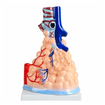Модел на живот човек е Голям алвеоларна Анатомия, Модел сърдечно-белодробна анатомия, модел на дишане